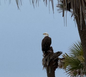 BaldEagle 360x320